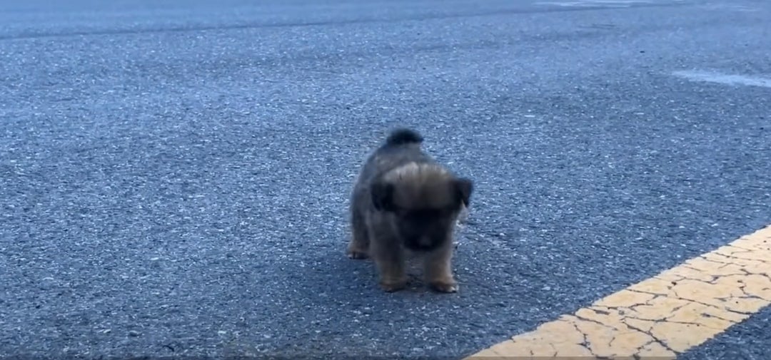 Cachorro en la carretera