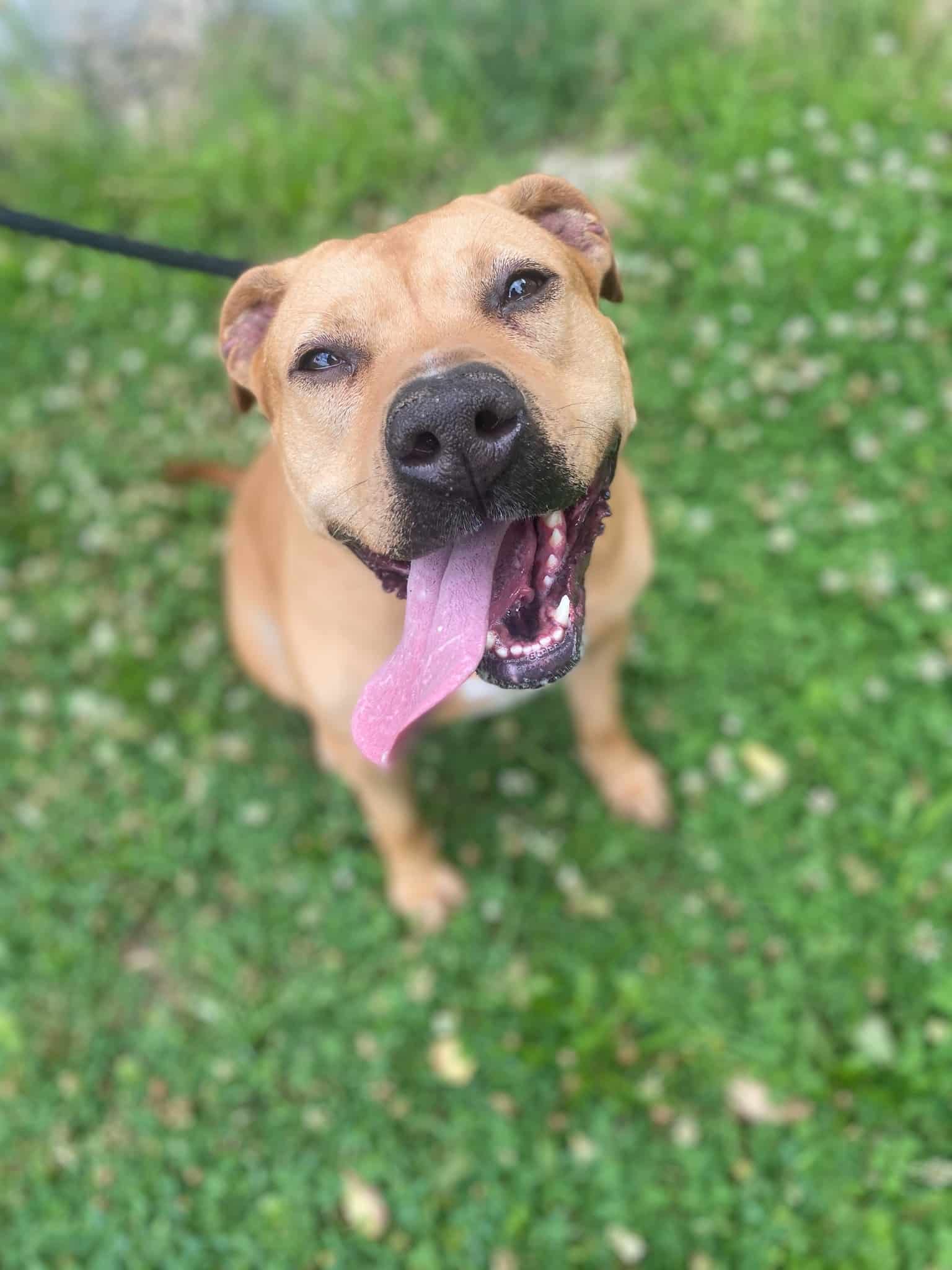 Lily disfrutando su paseo