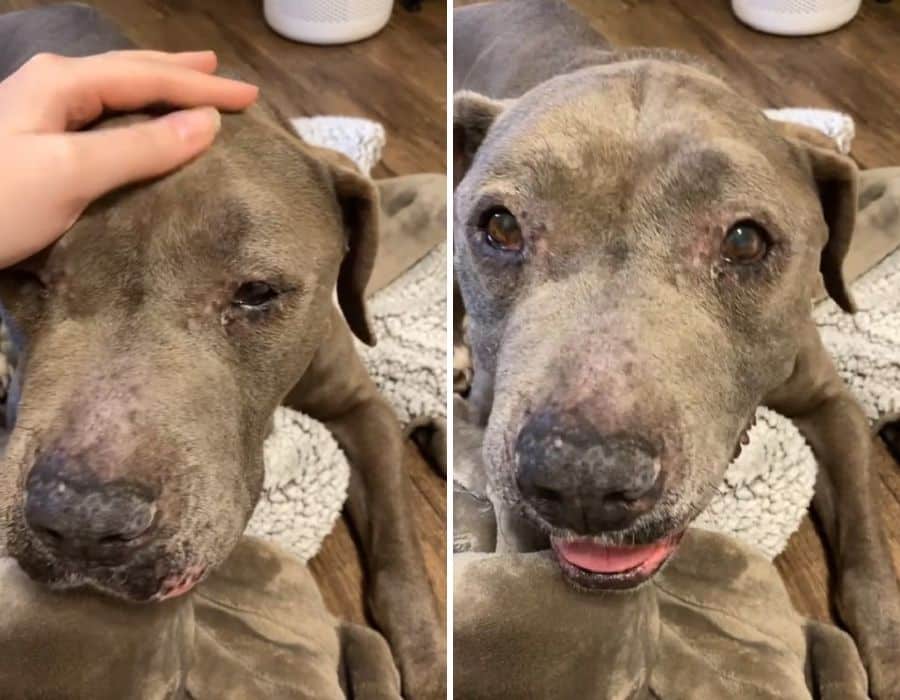 Perro llorando