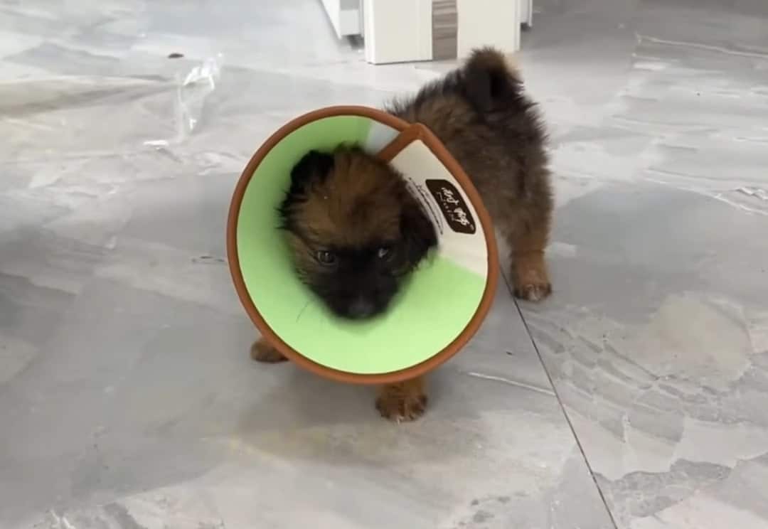 Cachorro con collar