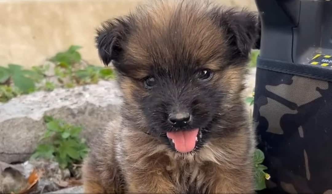 Perrito feliz sacando la lengua