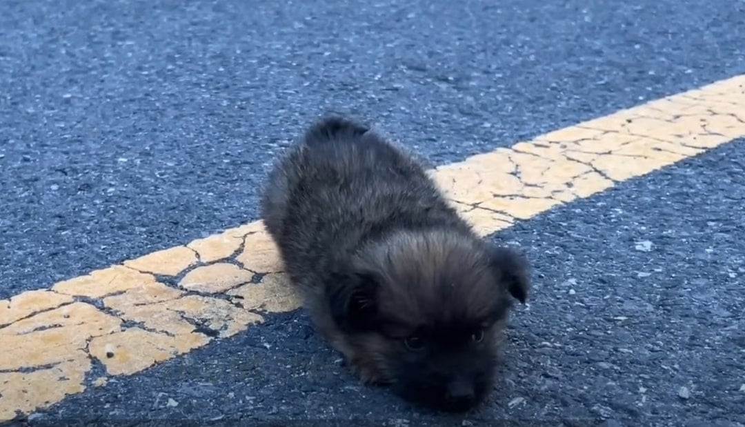 Cachorro triste en la carretera