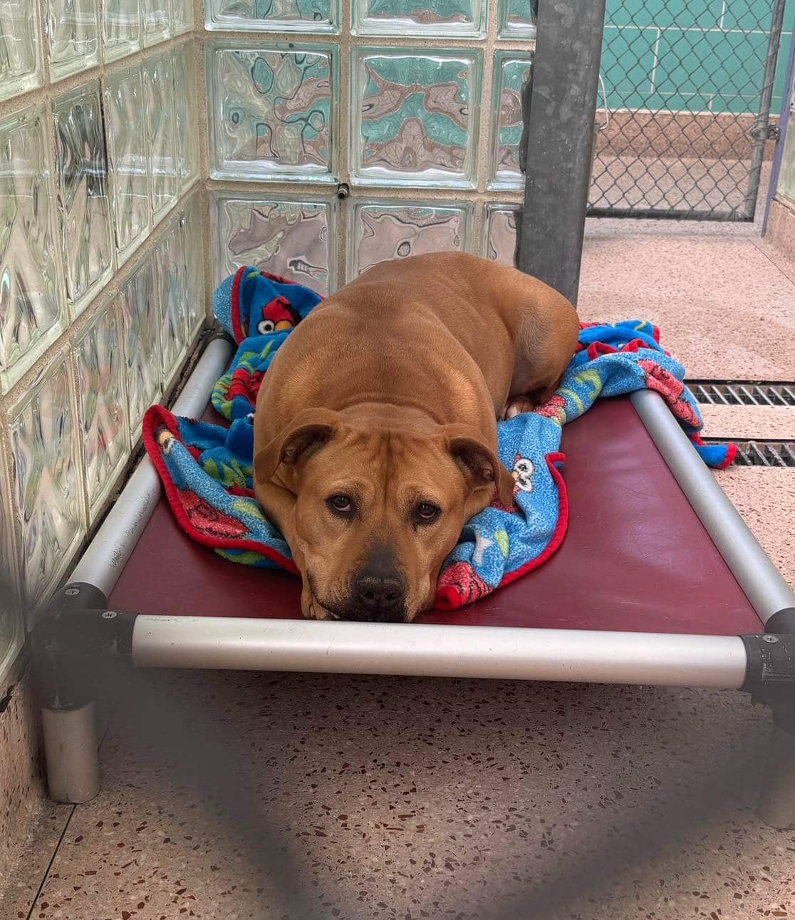 Perrita mayor esperando un hogar