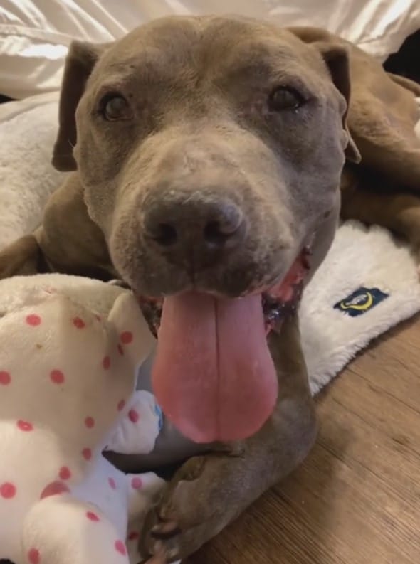 Perro mayor feliz