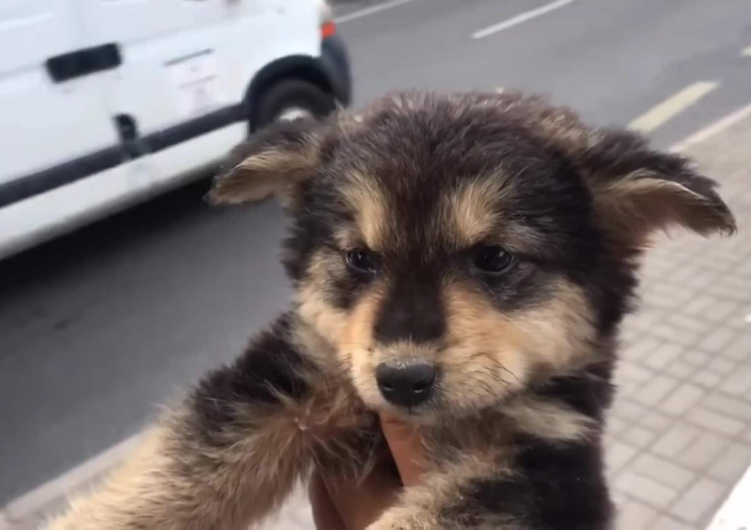 Perrito pequeño junto a la carretera