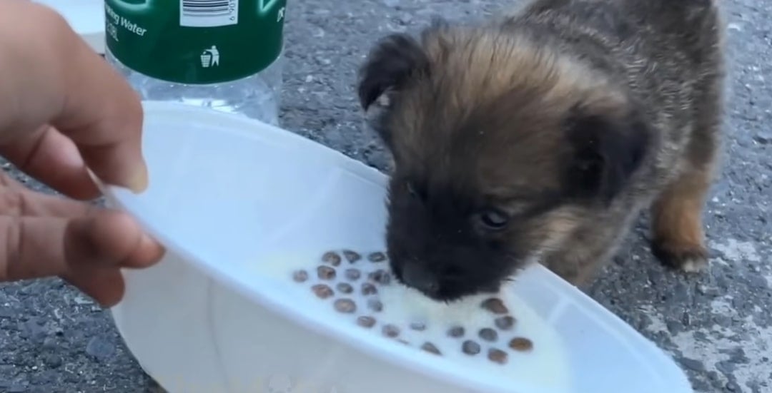 El cachorro comiendo
