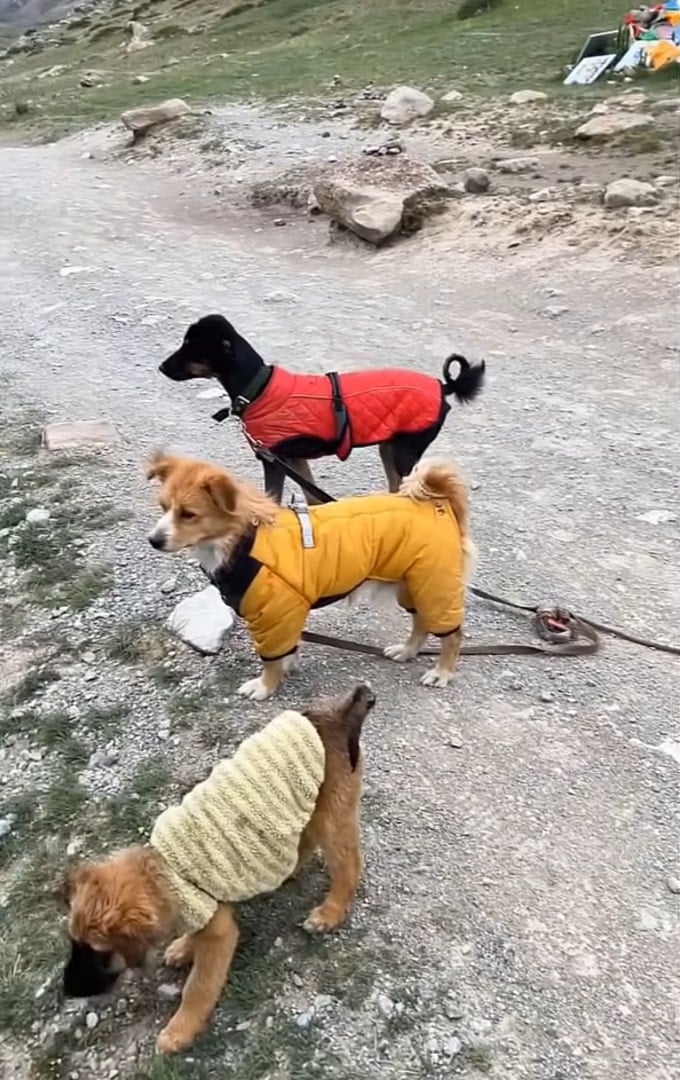 Tres perros entrenados