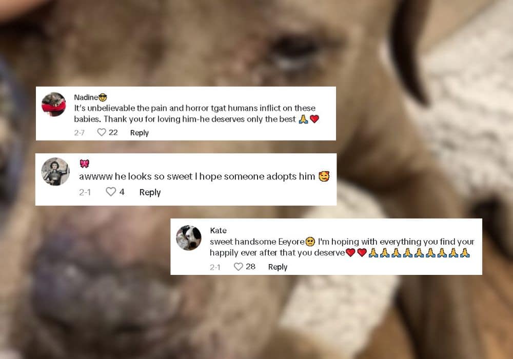 Comentarios en TikTok